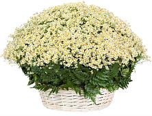 Цветочная композиция из Ромашки в корзине #REPLACE_PRED# Гигирево